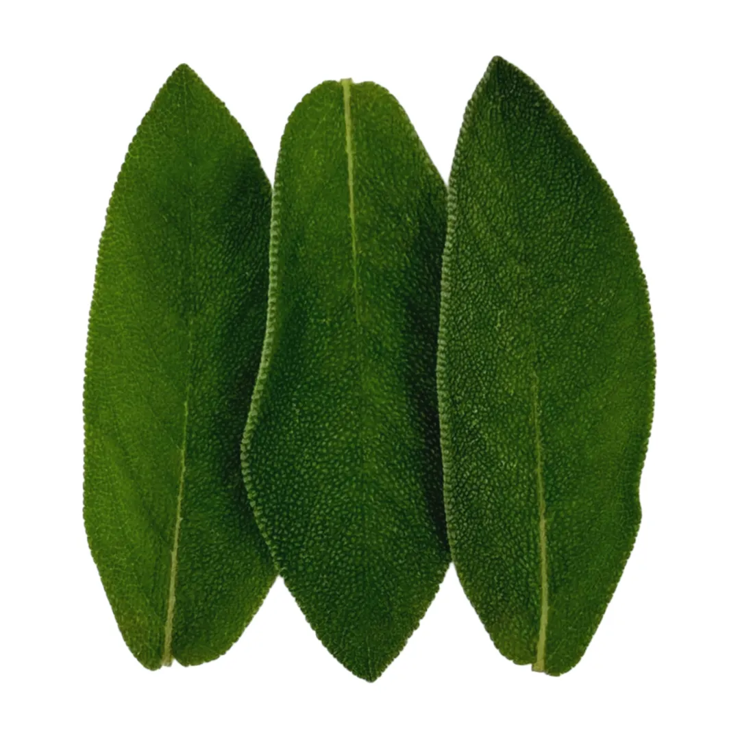 Salbeiöl – klärendes ätherisches Öl mit antibakteriellen Eigenschaften.